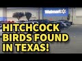 Alfred Hitchcock birds found in Texas