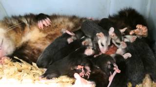 Baby opossums in pouch