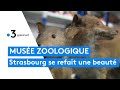 Ref:wTSmxe-9FZQ Le mus�e zoologique de strasbourg se refait une beaut�