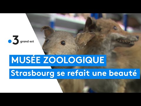 Vidéo: Les meilleurs musées de Strasbourg, France