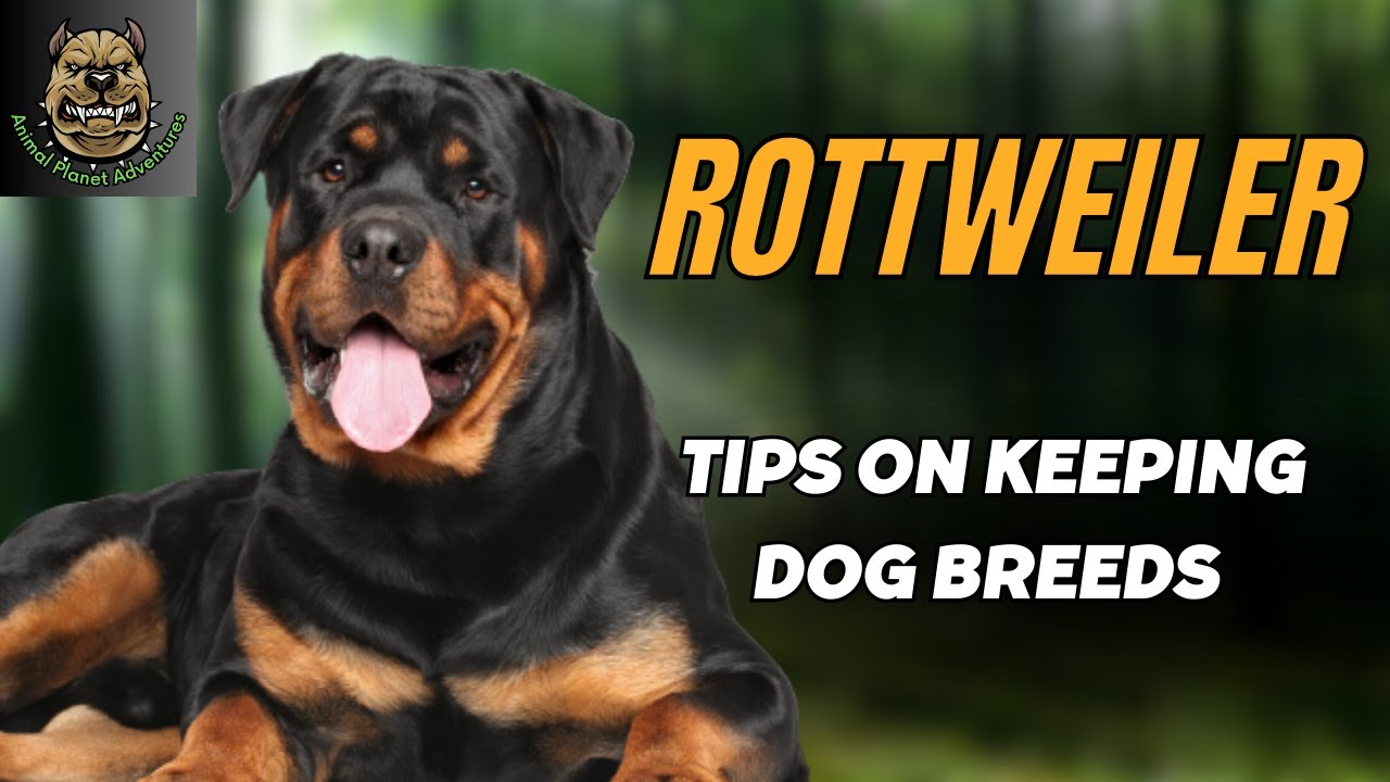Best way to care for Rottweiler dogs you need to know ! YouTube