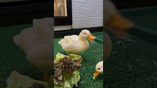 Funny Piko And Ochoch. ピコちゃんのレタスの食べ方とオチョチョ。 #Ryuzoarts #Callduck #Funnyducklings