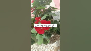 القرآن الكريم بصوت جميل #لايك #ناصر_القطامي #mbc #خالد #تفاعل #خالد_الجليل #تلاوات