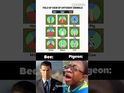 What Is DIFFERENCE Animal There