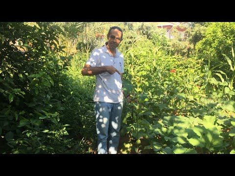 Video: Bahçede Aşırı Gübreleme - Gübre Yanması İçin Ne Yapmalı