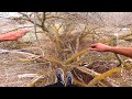 INSANE TREE PARKOUR!