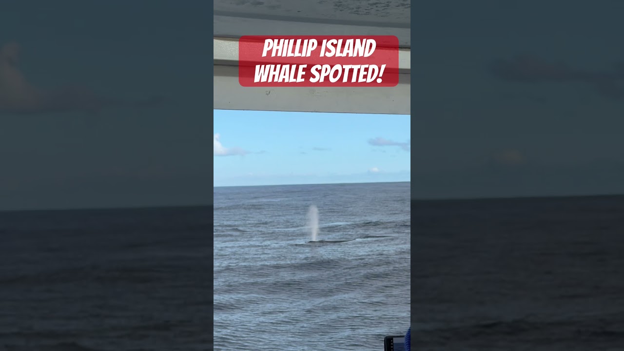 #phillip#island#melbourne#victoria##whale#watchremo#cruiseship#whales#spotted
