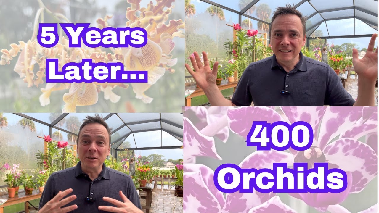 16 вещей, которые я хотел бы знать, прежде чем стать любителем орхидей