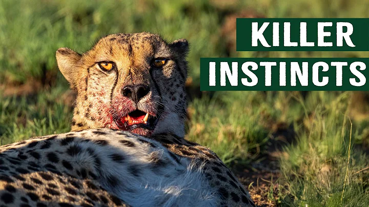 Watch Killer Predators Hunt Their Prey