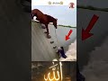 إذا كان الإيمان بالله ثابت ا في القلب فلا تتعث ر الخطوات أبد ا اكسبلور لایک Shorts