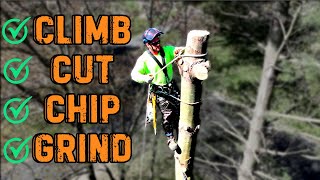 #475 CRAZY EFFICIENT Tree Removal!