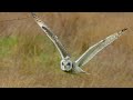 Heartpounding escape shorteared owl evades jackdaw attack