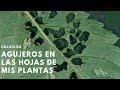 HOJAS MORDIDAS EN MIS PLANTAS | AGUJEROS EN MIS HOJAS | SOLUCIÓN