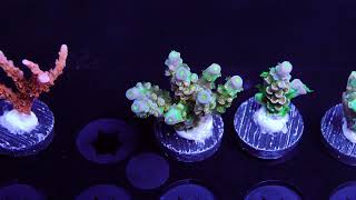 Boston Reefers Society Raffle Frags