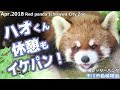 ハオくん 休憩もイケパン！ 市川市動植物園(レッサーパンダ)Red panda Ichikawa City…