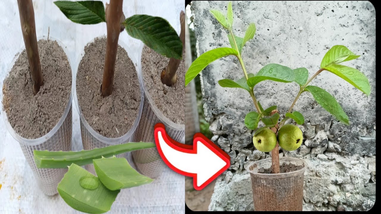 how to grow guava tree from cutting guava tree fast growing &fruiting processUniqxyz YouTube