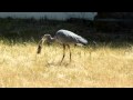 Blue Heron catches and eats Gopher