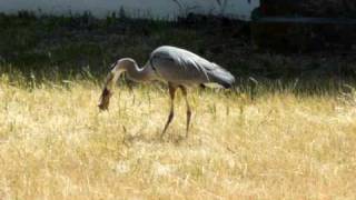 Blue Heron catches and eats Gopher