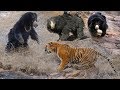 Wild Animals Fights Powerful Tiger vs Big Bear |  Lion vs Hippo, Hyena vs Wild Dogs vs Wildebeest