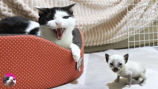 Rescued kitten got teary eyed after being hissed at by the older cat she met for the first time by ねこぱんちParaguay 228,203 views 5 months ago 13 minutes, 41 seconds