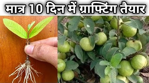 How to grow guava branches from banana peels to root and sprout | Agriculture Video