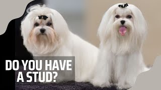 HOW TO PREPARE YOUR MALE DOG TO BE A STUD| Toy poodle Breeder