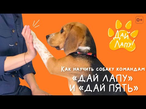 КОМАНДА ДАЙ ПЯТЬ И ДАЙ ЛАПУ - УЧИМ СОБАКУ ДАВАТЬ ЛАПУ