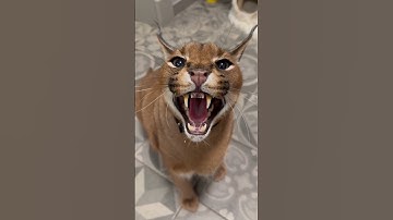 Pumba thought, cameraman was his dinner 😬