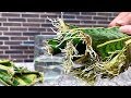 Snake plant in water  sansevieria trifasciata golden hahnii evelyn perfect