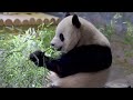 #DCPandas: Giant Pandas Bao Li and Qing Bao at Smithsonian's National Zoo