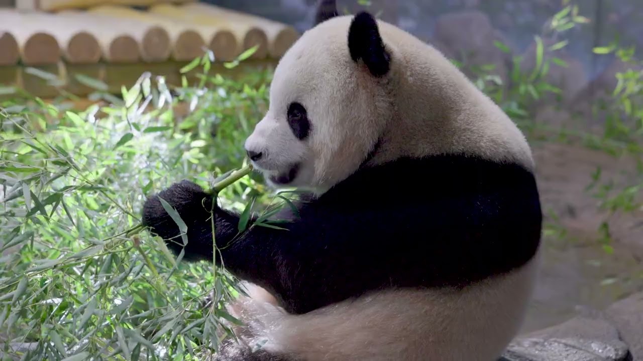 DCPandas: Giant Pandas Bao Li and Qing Bao at Smithsonian's