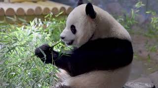 #DCPandas: Giant Pandas Bao Li and Qing Bao at Smithsonian's National Zoo screenshot 5