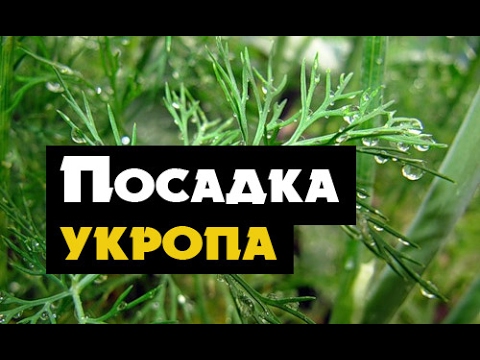 Как вырастить укроп дома - простой способ посадки укропа на подоконнике