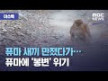 (ENG SUB) [이슈톡] 퓨마 새끼 만졌다가…퓨마에 '봉변' 위기 (2020.10.16/뉴스투데이/MBC) Attitude to an angry puma while hiking