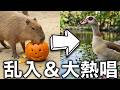 【LIVE】カピバラのハロウィン