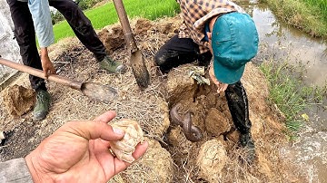 Tìm thấy con rắn độc từ lớp da mới lột còn m.ùi ta.nh| ngàn cá gò công #145