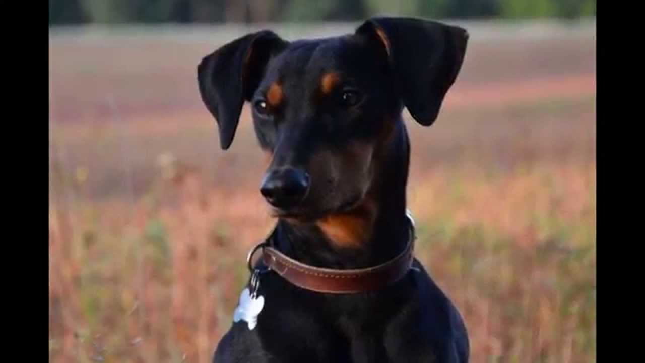 Немецкий Пинчер/German Pinscher (порода собак HD slide show)!