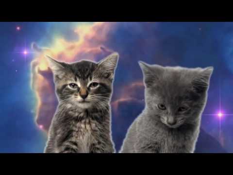Video: Foster Cats perimti Illinois biurai [Video]