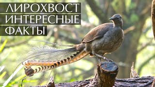 Лирохвост - Интересные Факты (Звуки, Фото, Видео)