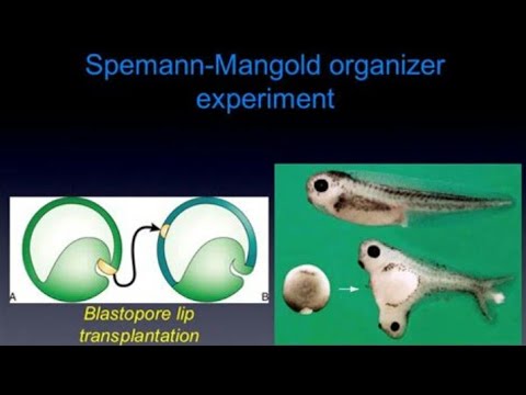 Induction || Spemann Mangold Experiment || Developmental Biology || Part - 1.