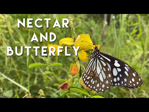Nectar And Butterfly | Butterfly Drinking From A Flower | Butterfly, And Flower