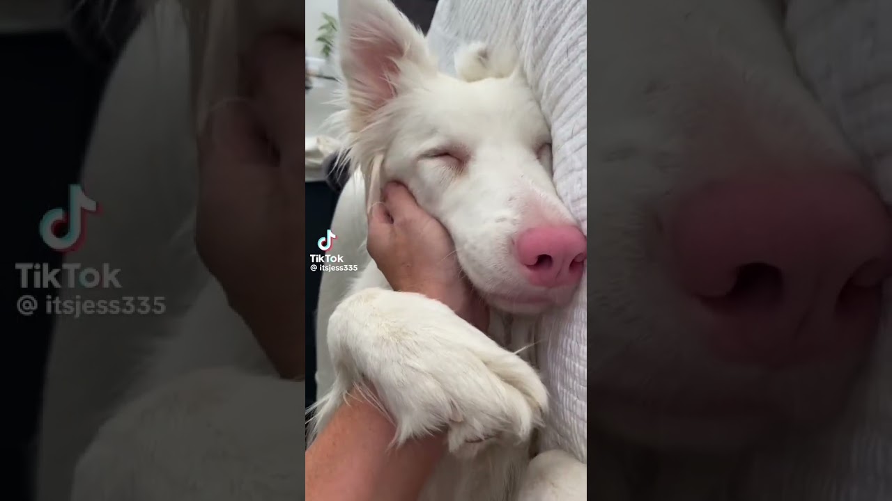 Cute white dog 🤍🐶💞