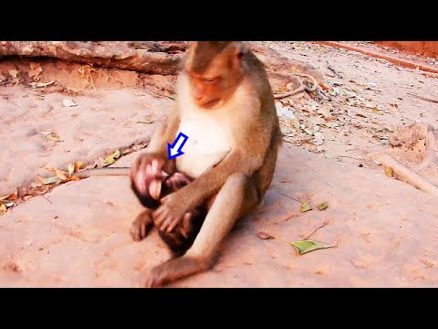Monkey Rejecting NO MORE MILK...Mother monkey rejecting baby for not listening - YouTube