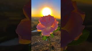 Sunroses @CrisSunLife #rose #sun #nature