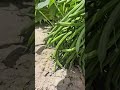 beans farming #funny #duet #comedy #grow #farming #fouryoupage #viralvideo #watch #kishan #kishani