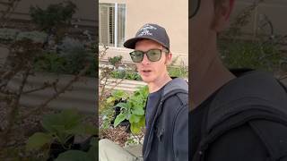Rose pruning update