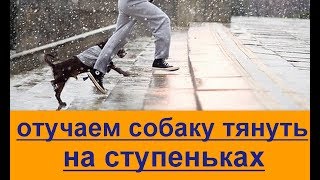 Пес тянет? когда выходите из дома? отучаем собаку тянуть на ступеньках Пес тянет? когда выходите из дома? отучаем собаку тянуть на ступеньках