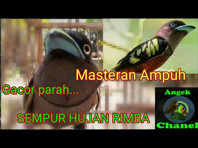 Suara Burung Sempur Hujan Rimba class=