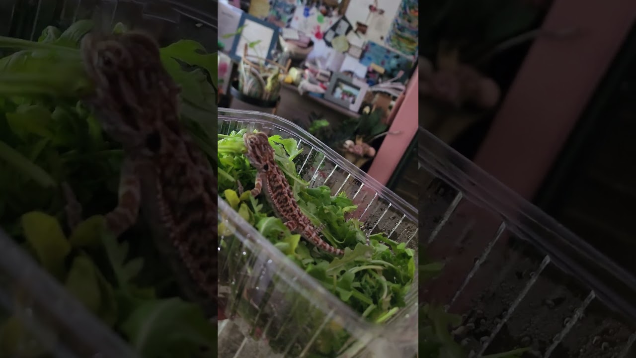 beardie life is so fun