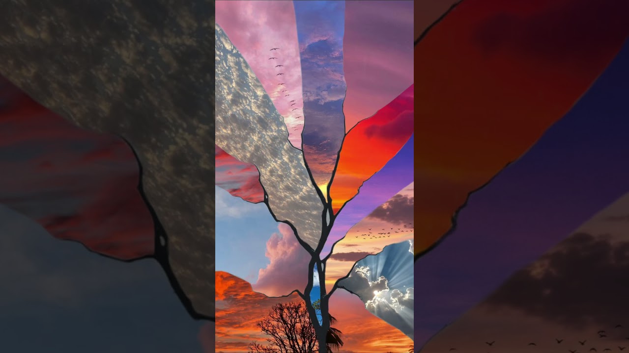 One tree, a thousand different skies. ☁️ Which one is your favorite?